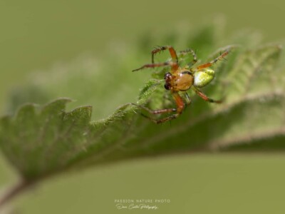 Une petite araignée aux belles couleurs sur une feuille d'Ortie