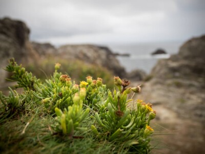 Au milieu d'un dédale de rochers, quelques plantes vivaces subsistent apportant leur touche colorée