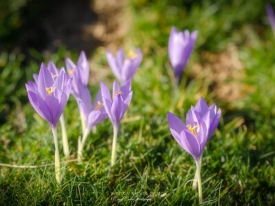 Le printemps est là, les crocus ornent les prairies