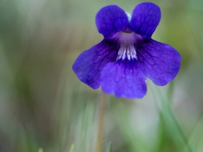 La Grassette, une violette des montagnes