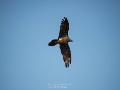 Le Gypaète barbu en quête d'une proie, un oiseau d'envergure